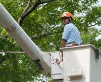Accurate Tree Services image 1